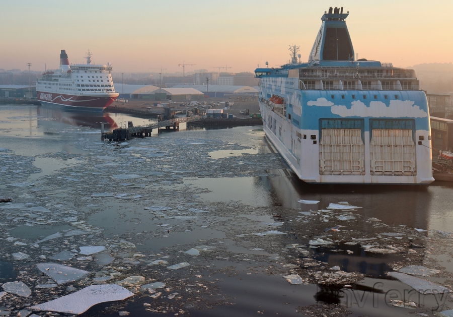 Amorella and Galaxy together at Turku in March.